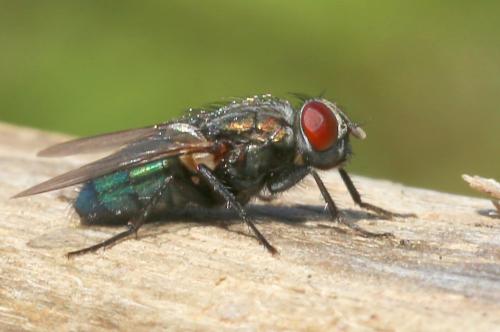 Protocalliphora azurea